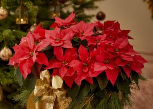 Navidad Clínica Perios Amparo Lorca